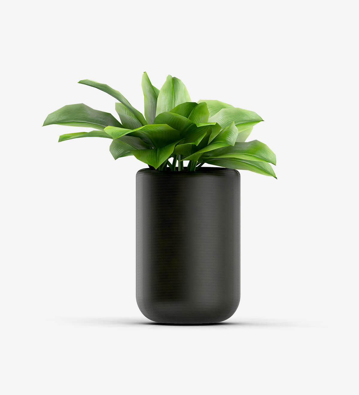 Tedo Emporium Bonsai with Vase